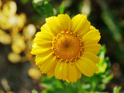 Image of corndaisy