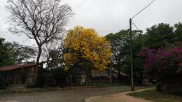 صورة Handroanthus chrysanthus (Jacq.) S. O. Grose