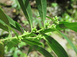 Image of Sarcococca saligna (D. Don) Müll. Arg.