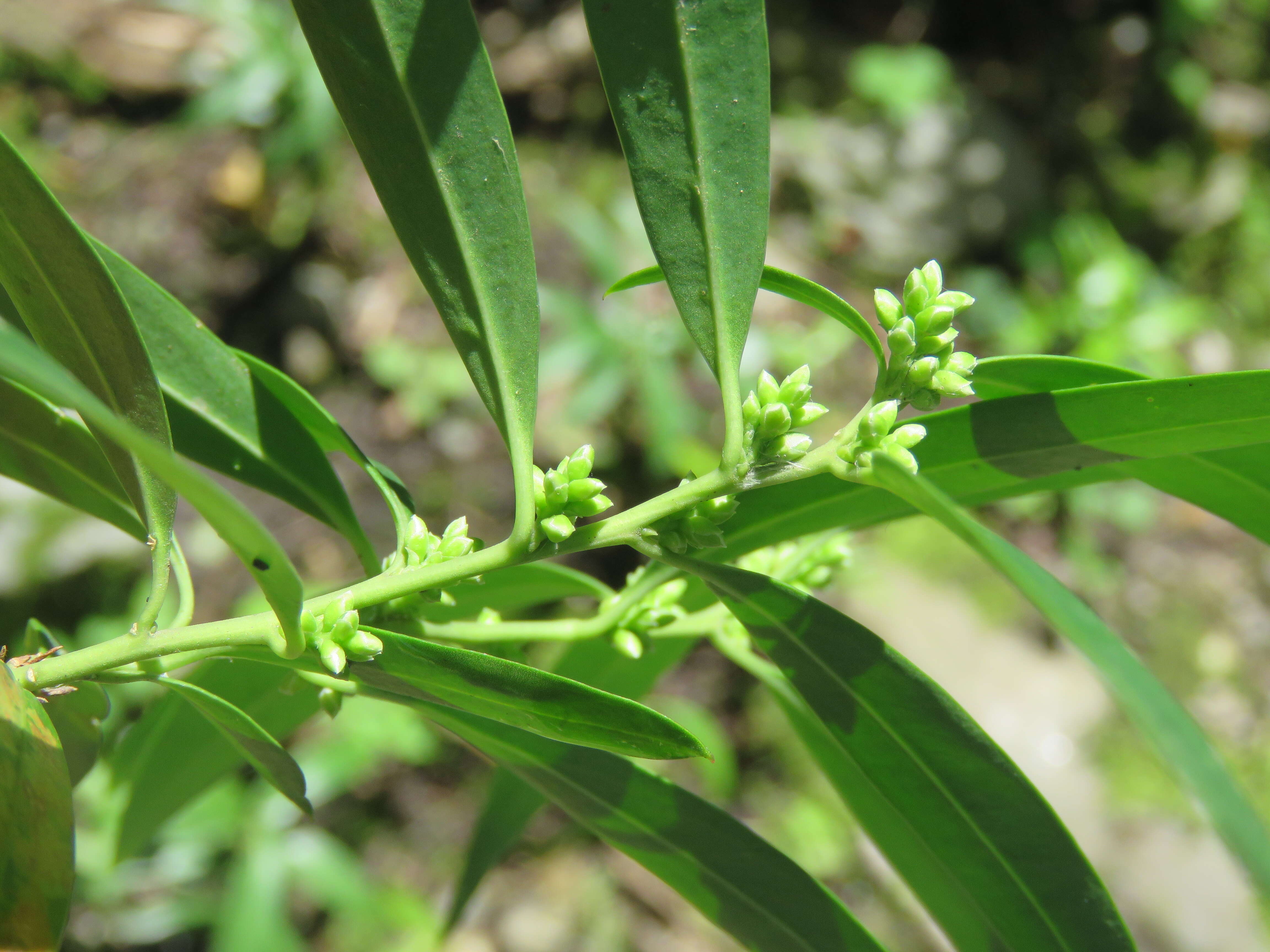 Image of Sarcococca saligna (D. Don) Müll. Arg.