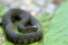 Image of Mississippi Green Water Snake