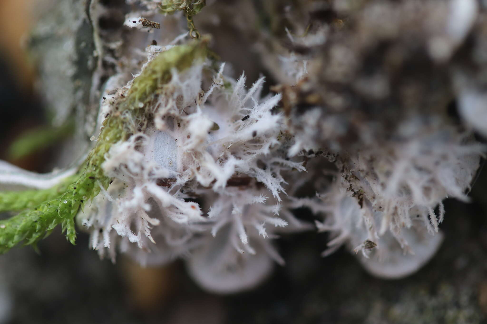 Image of felt lichen