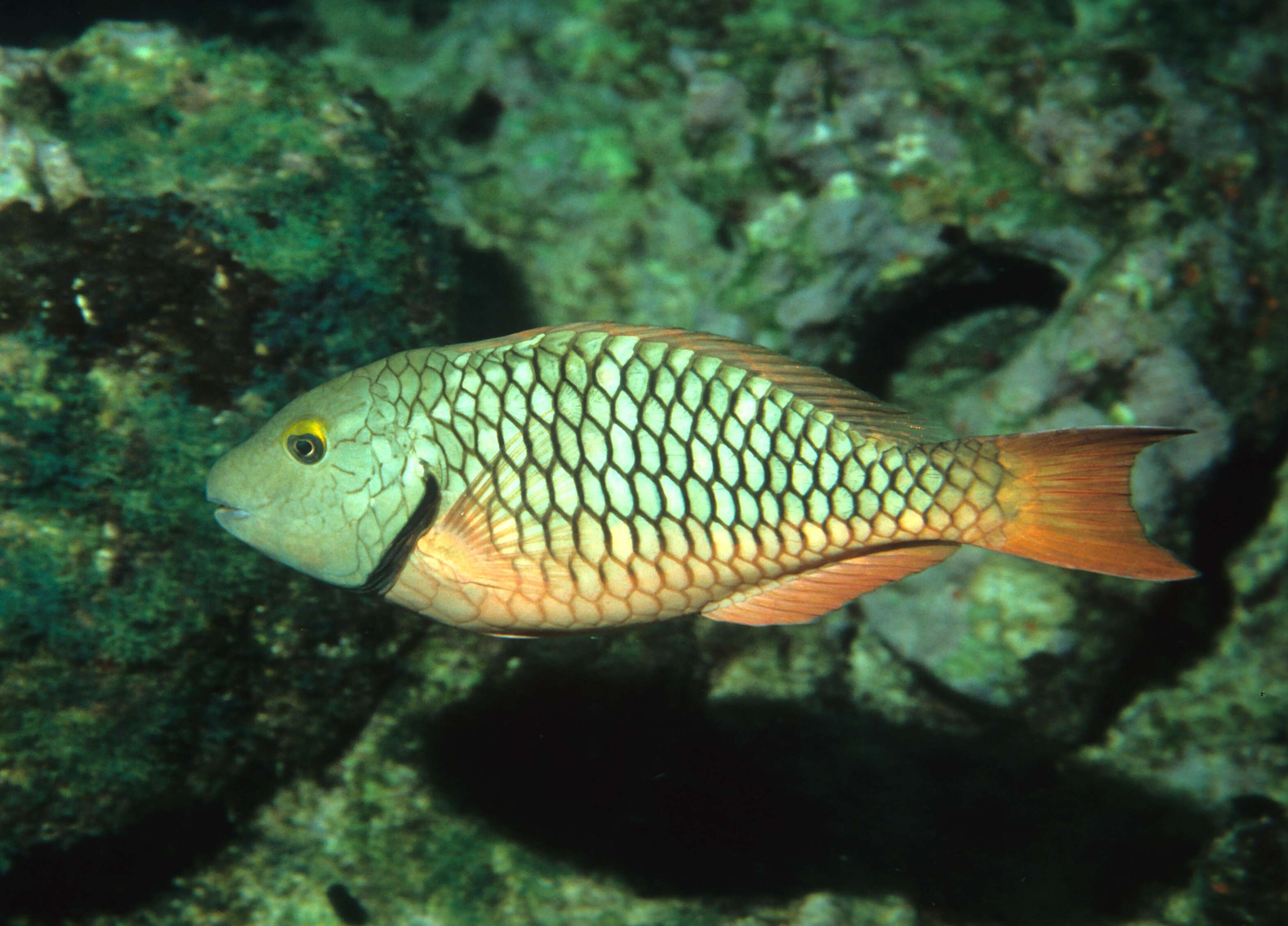 Image of Dark Green Parrotfish