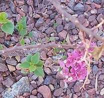 Слика од Bougainvillea