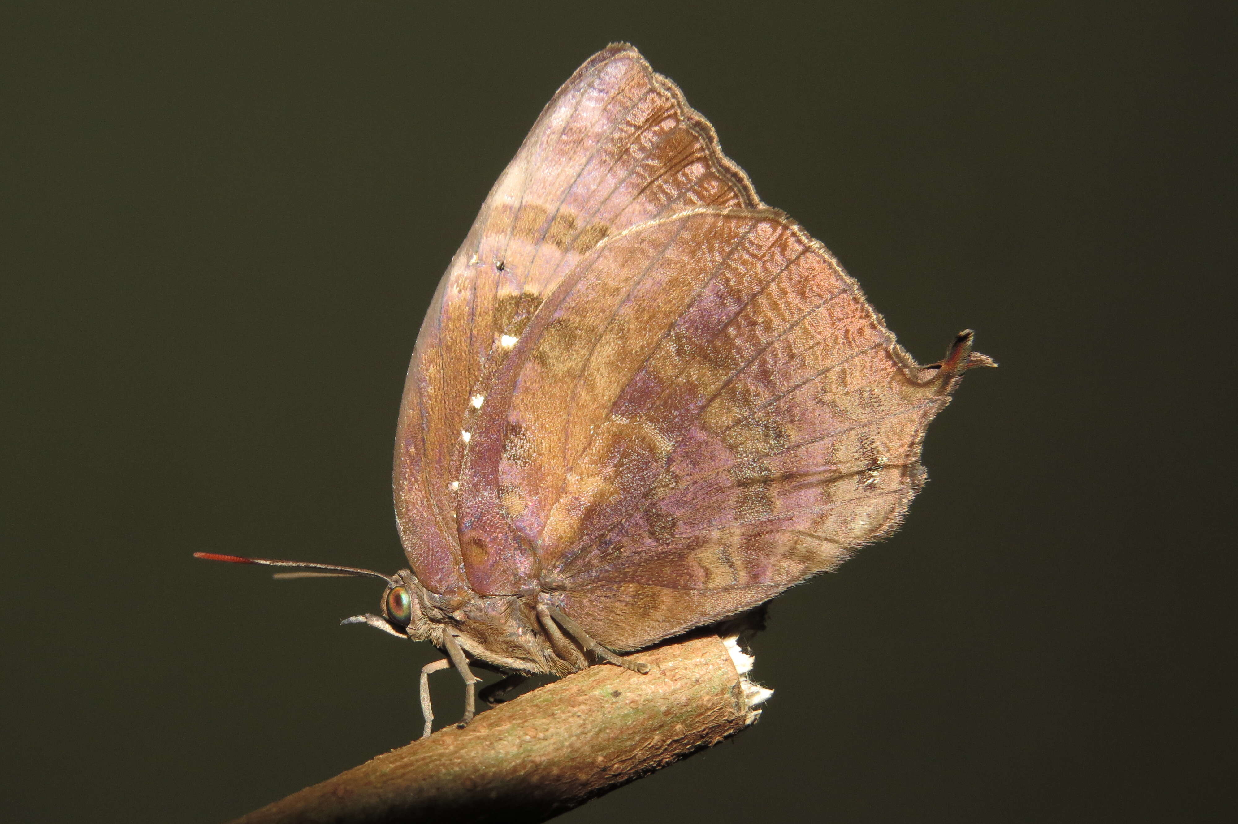 Plancia ëd Arhopala centaurus (Fabricius 1775)