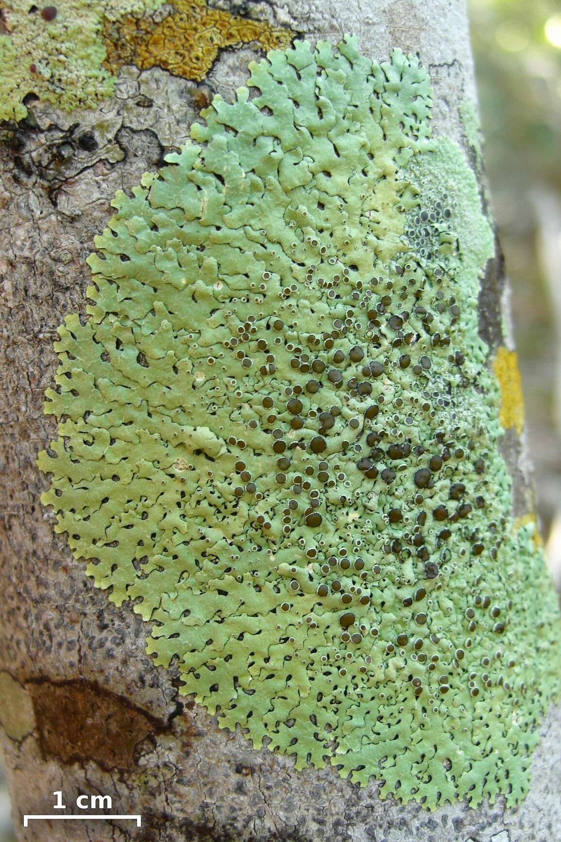 Image of relicina lichen