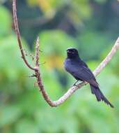 Image of Black Drongo