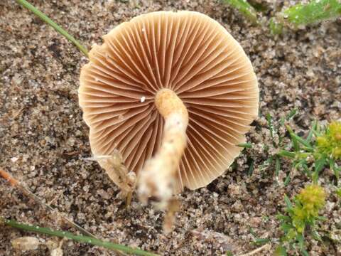 Image of common agrocybe