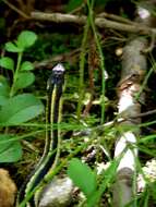 Image of Common Garter Snake