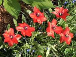 Image of Tulipa linifolia Regel