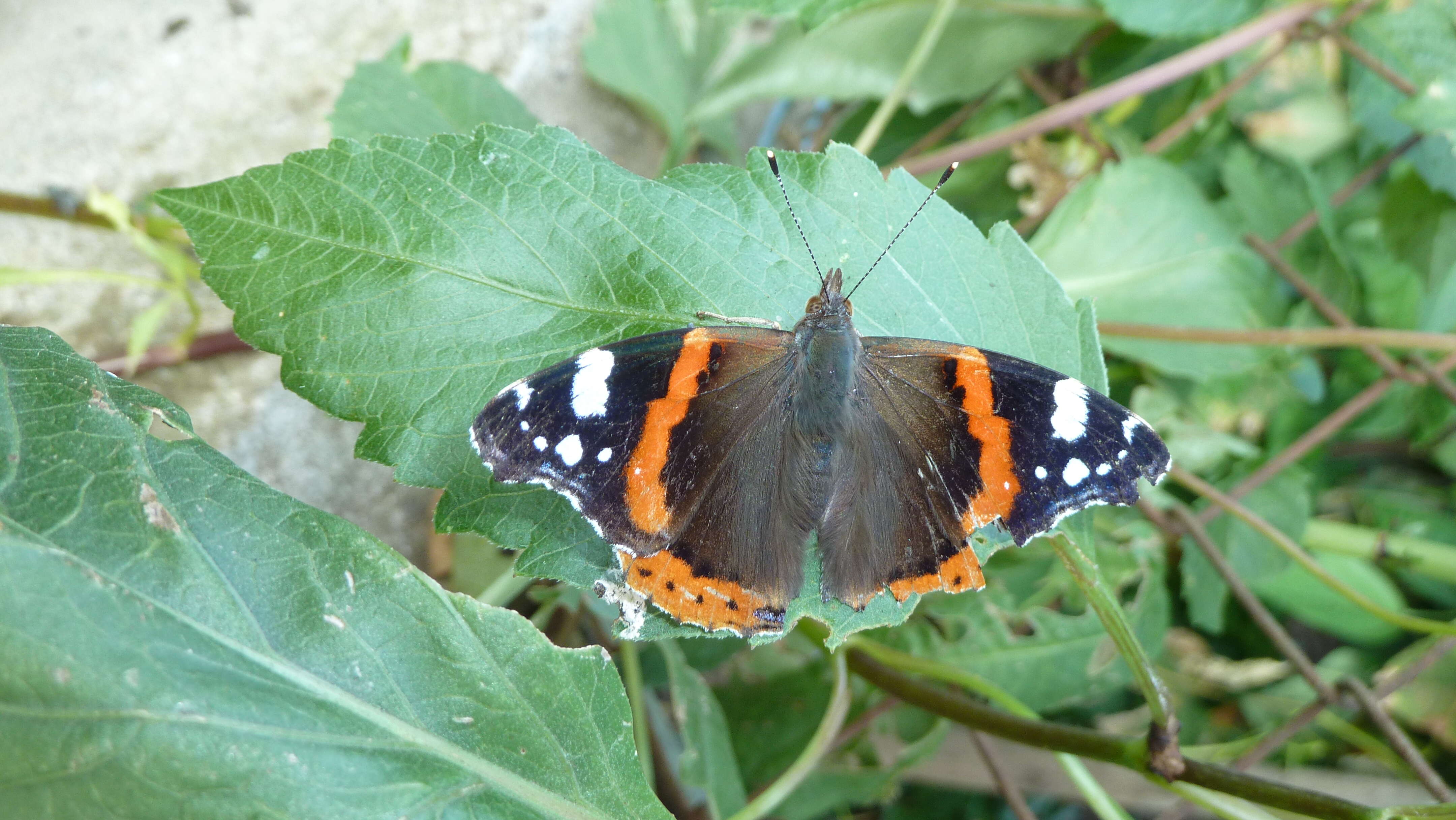 Image of Red Admiral