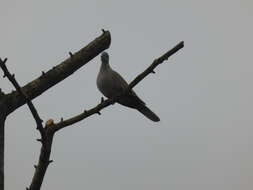 Image of Collared Dove