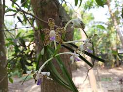 Plancia ëd Vanda tessellata (Roxb.) Hook. ex G. Don