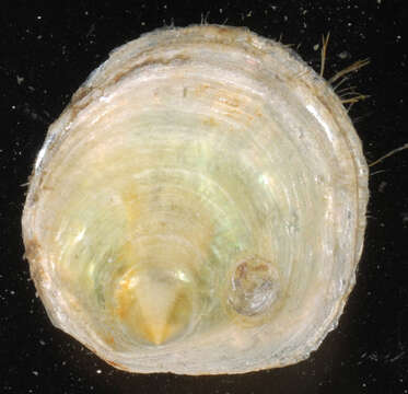 Image of common jingle shell