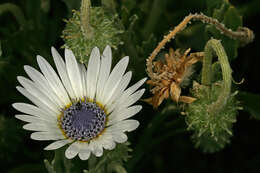 Image of Free State daisy