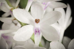 Image of Vanda christensoniana (Haager) L. M. Gardiner