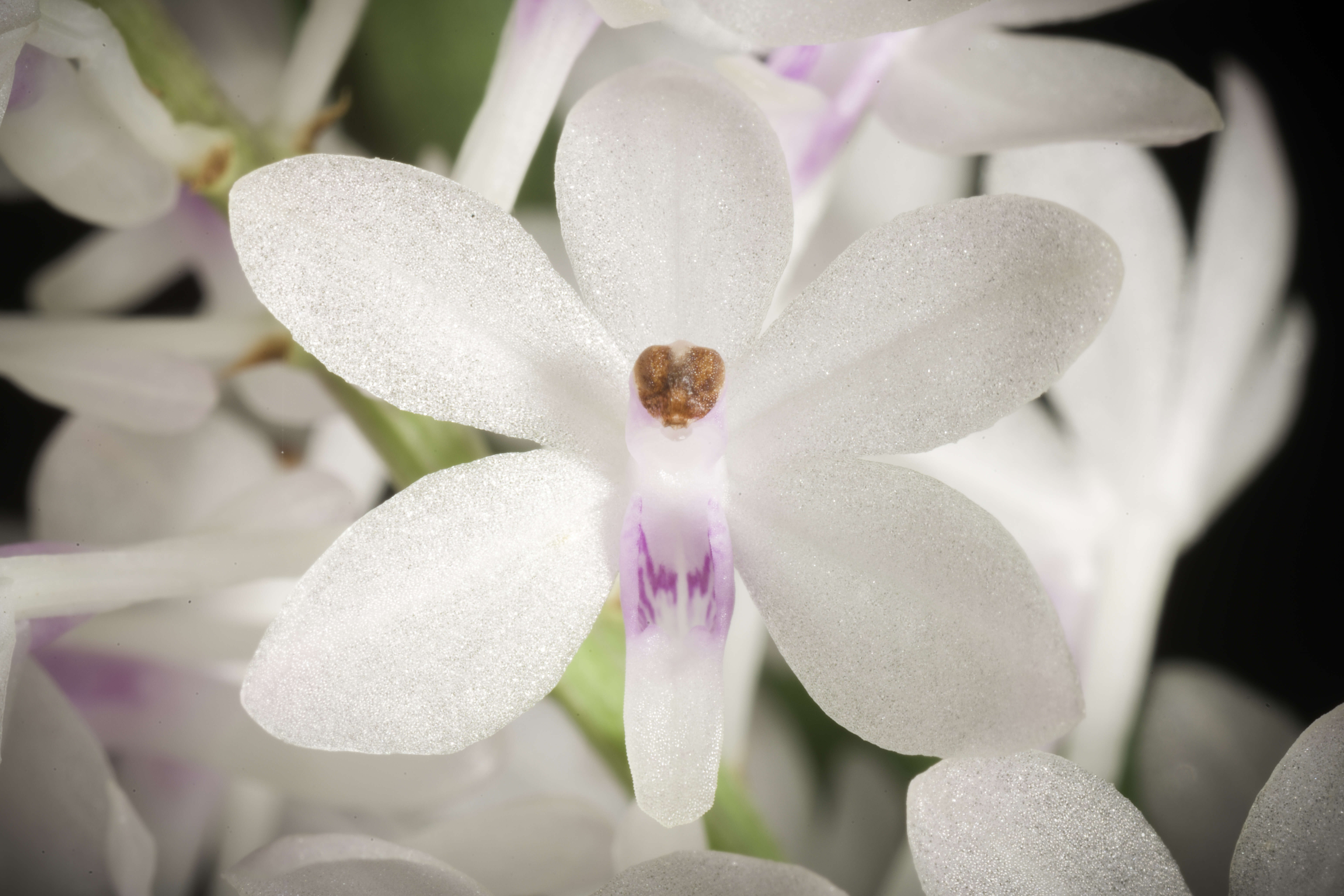 Image of Vanda christensoniana (Haager) L. M. Gardiner