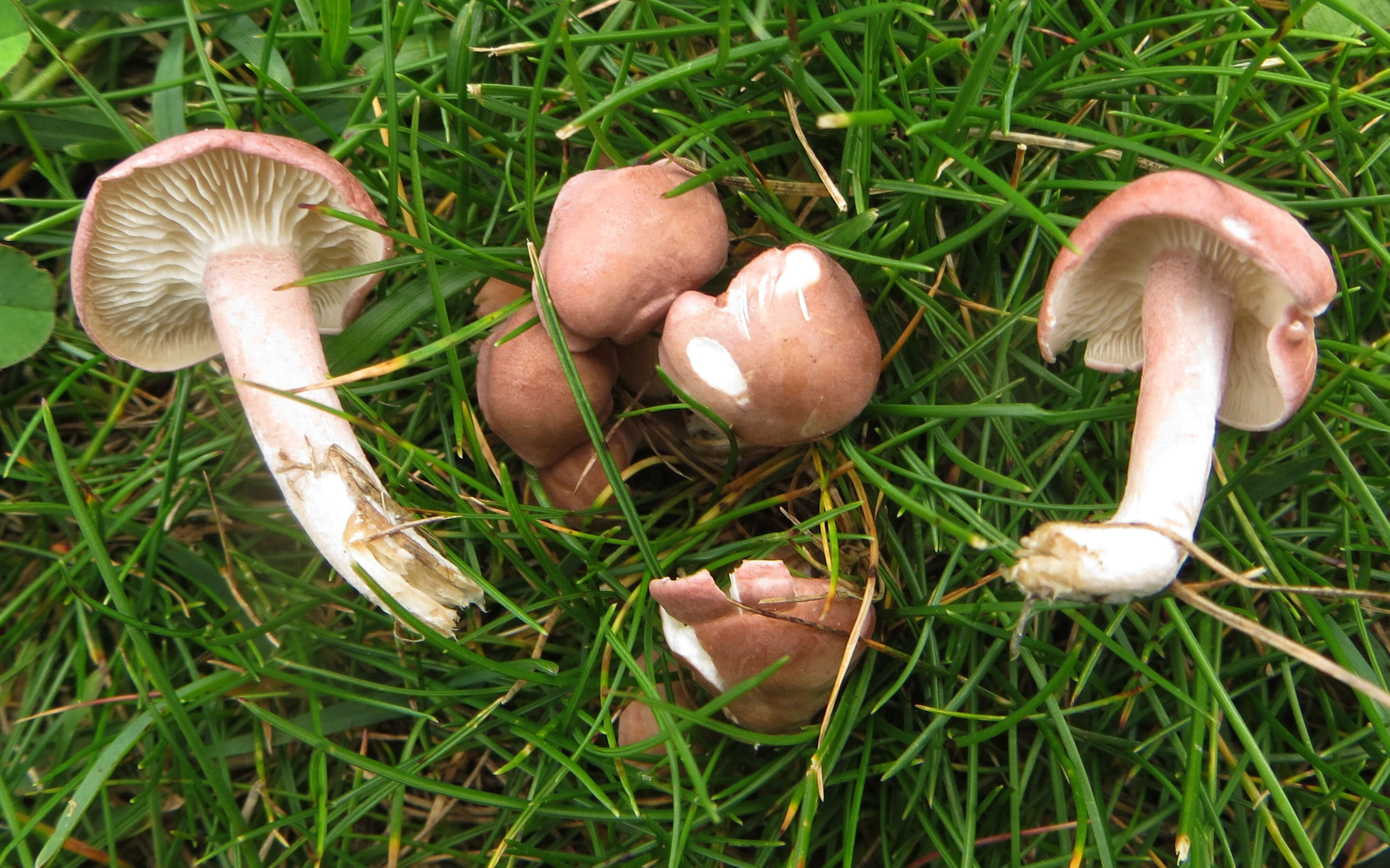 Image of Calocybe carnea