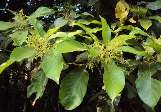 Image of Meliosma simplicifolia (Roxb.) Walp.