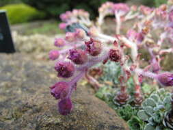 Image de Saxifraga federici-augusti Biasoletti