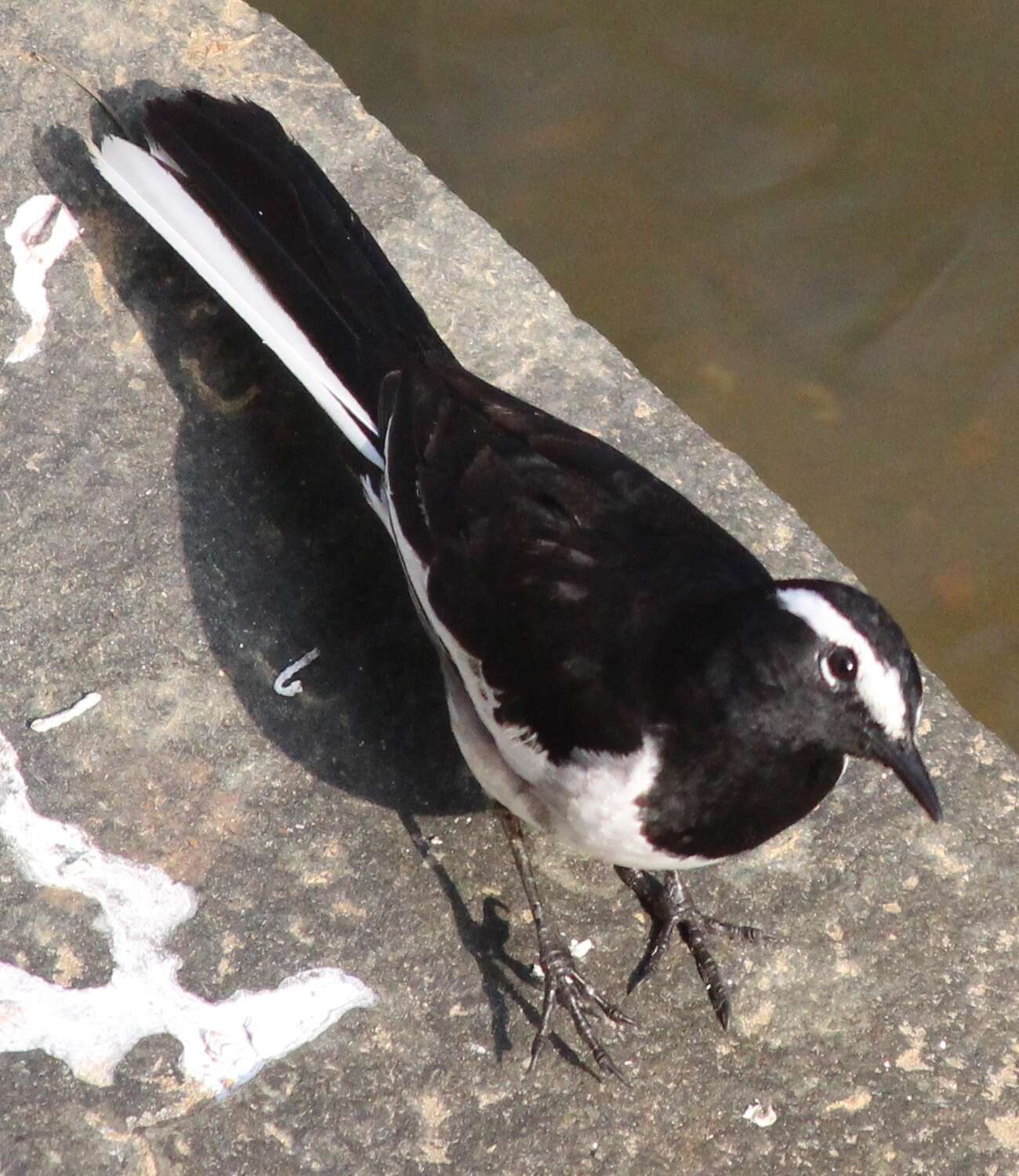 Image of White-browed Wagtail
