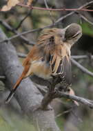 Image of Kalahari Scrub Robin