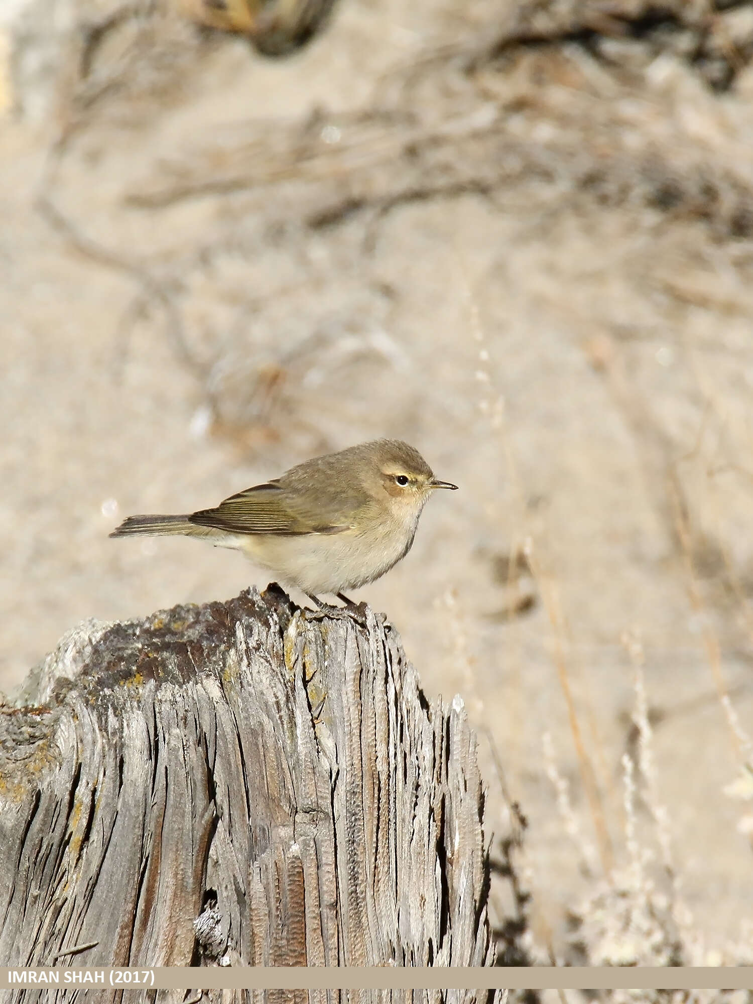 Image of Siberian Chiffchaff