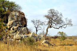 Image of marula