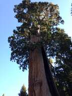 Image of giant sequoia