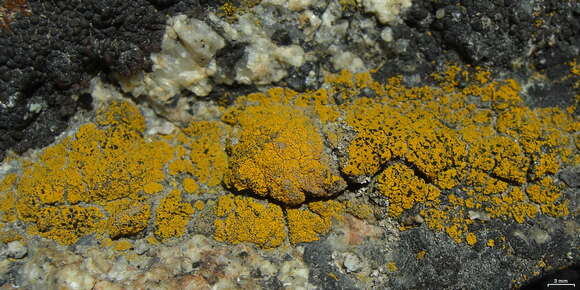 Image of carbonea lichen