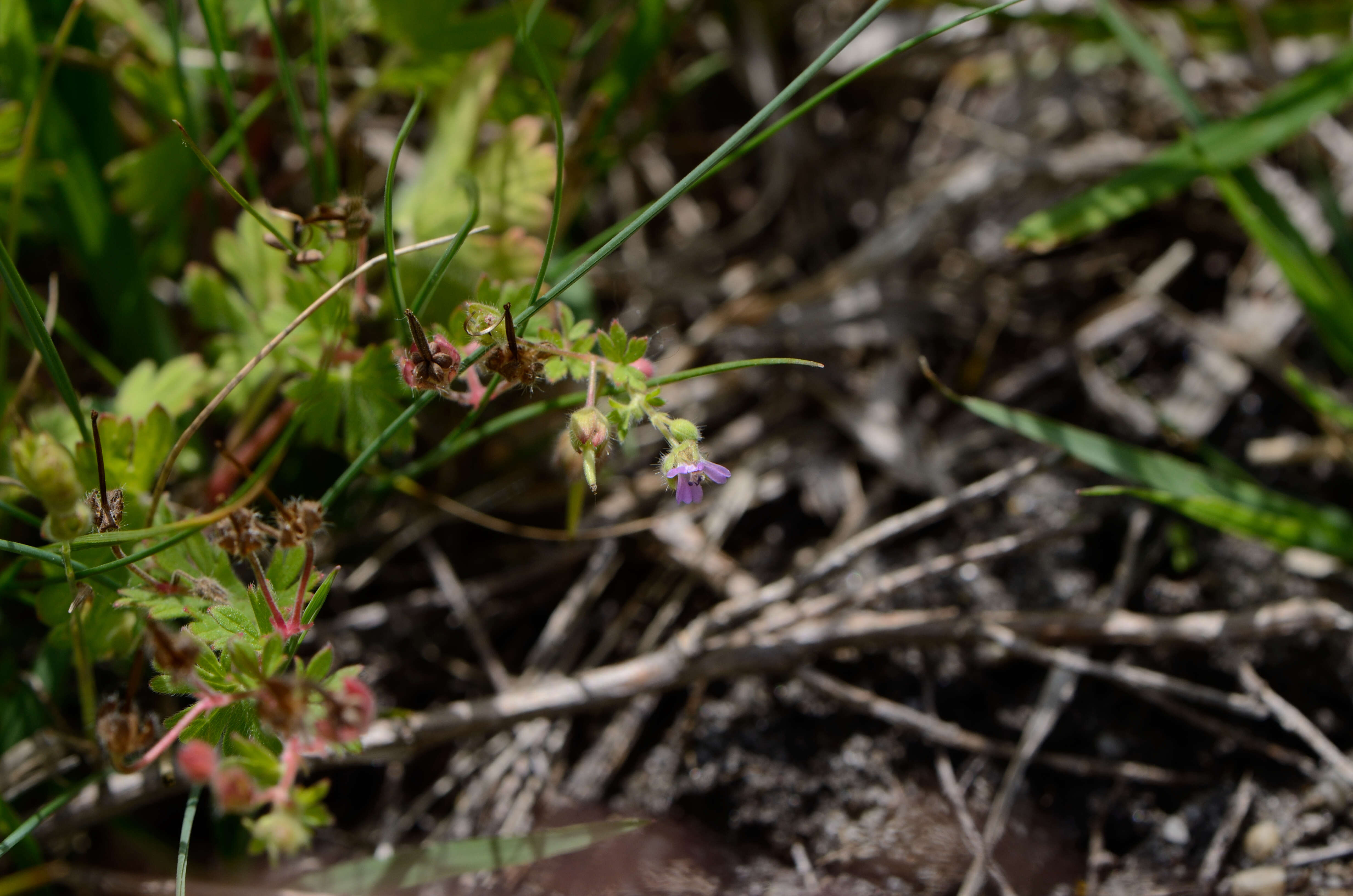 Image of Small-flowered Cranesbill