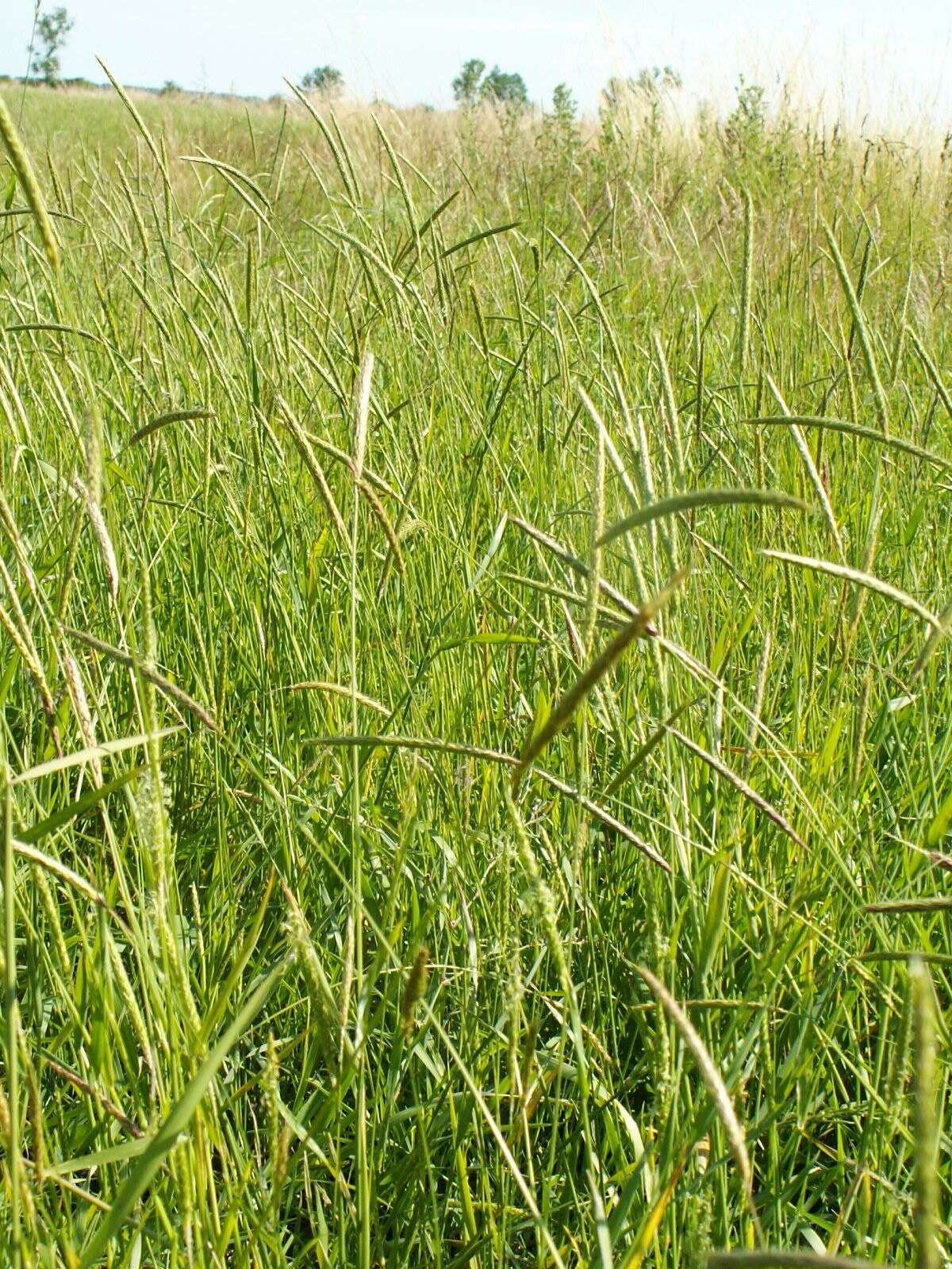 Image of black-grass