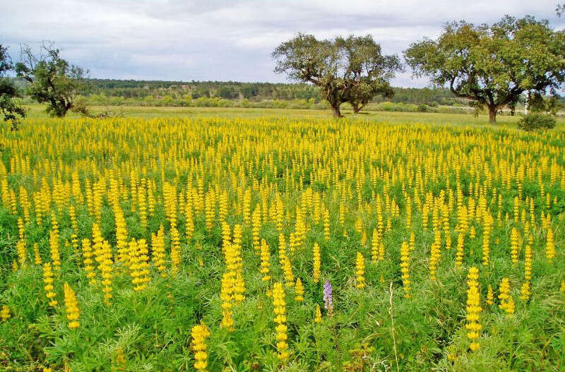 Image of European yellow lupine