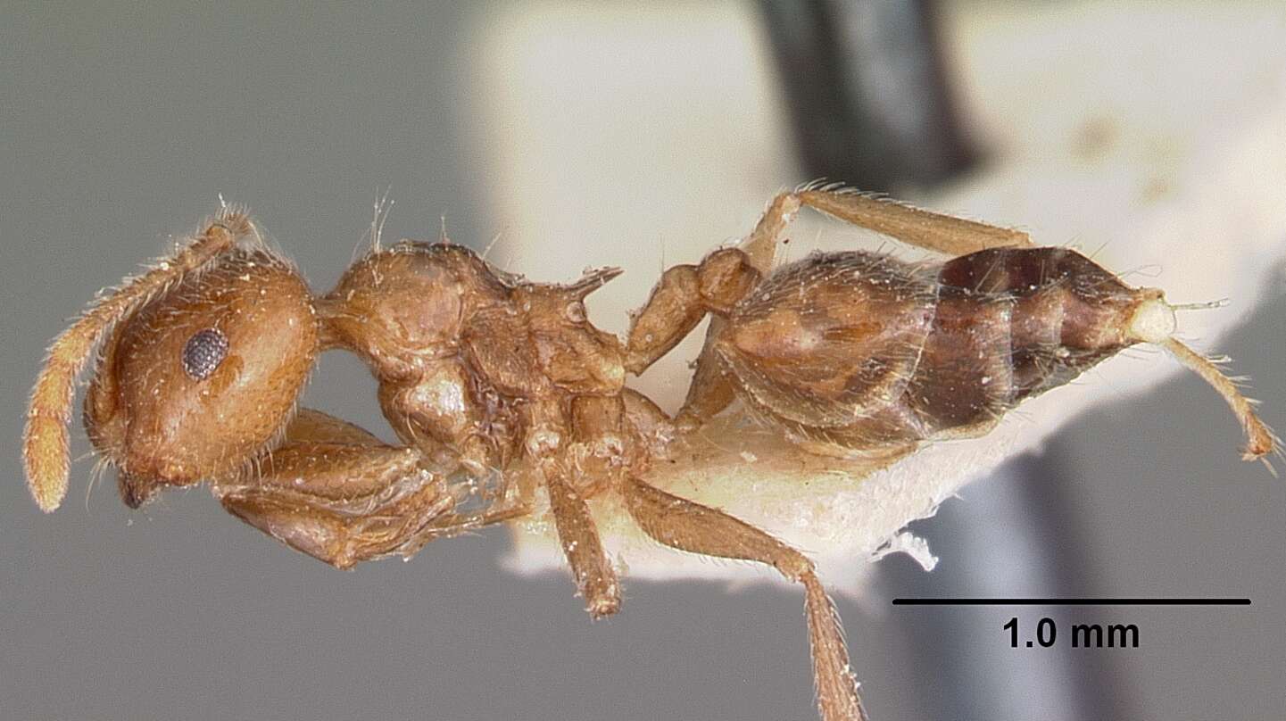 Image of Crematogaster adrepens Forel 1897