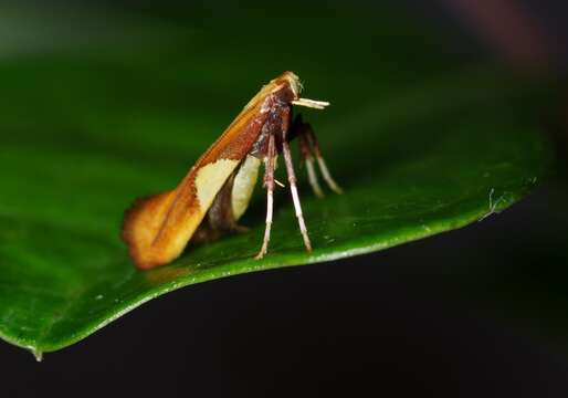 Image of Caloptilia cecidophora Kumata 1966