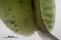 Слика од Fissidens dubius Palisot de Beauvois 1805