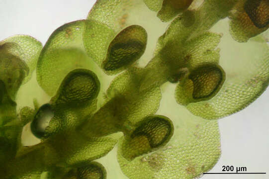 Image of Tamarisk Scalewort