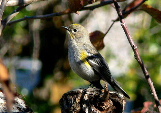 Image of Audubon's Warbler