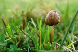 Plancia ëd Psilocybe semilanceata (Fr.) P. Kumm. 1871