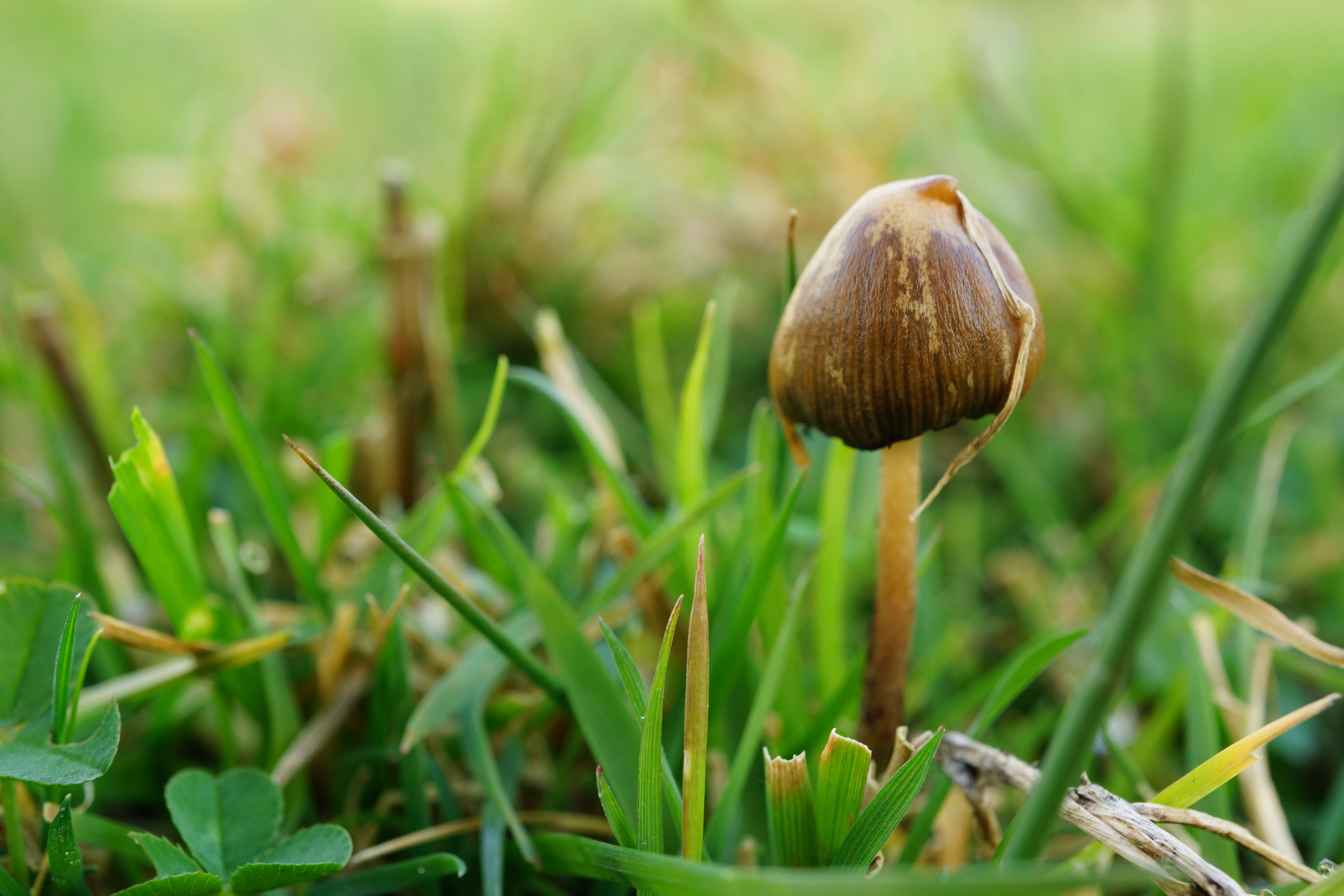 Plancia ëd Psilocybe semilanceata (Fr.) P. Kumm. 1871