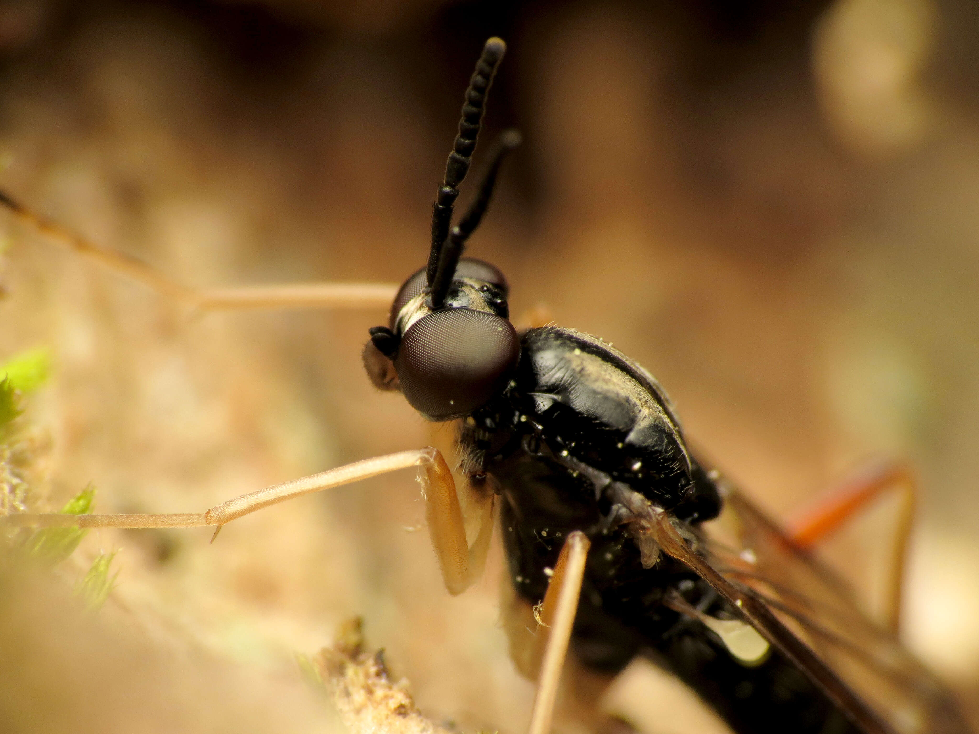 Image of xylophagid flies