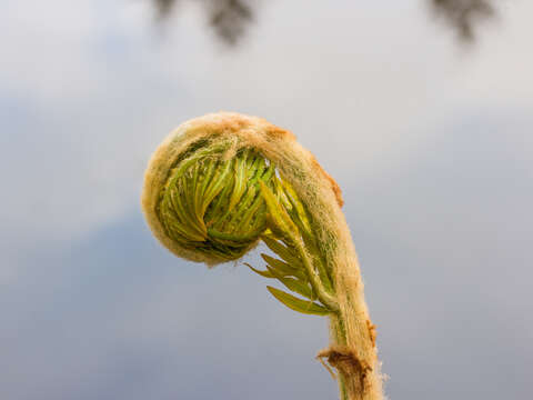 Image of Marsh Fern