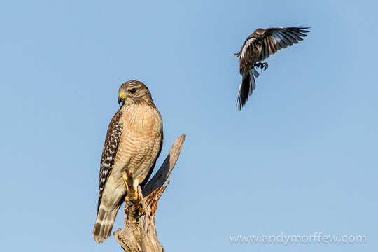 Image of Red-shouldered Hawk