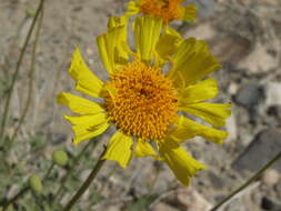 Sivun Encelia actoni kuva