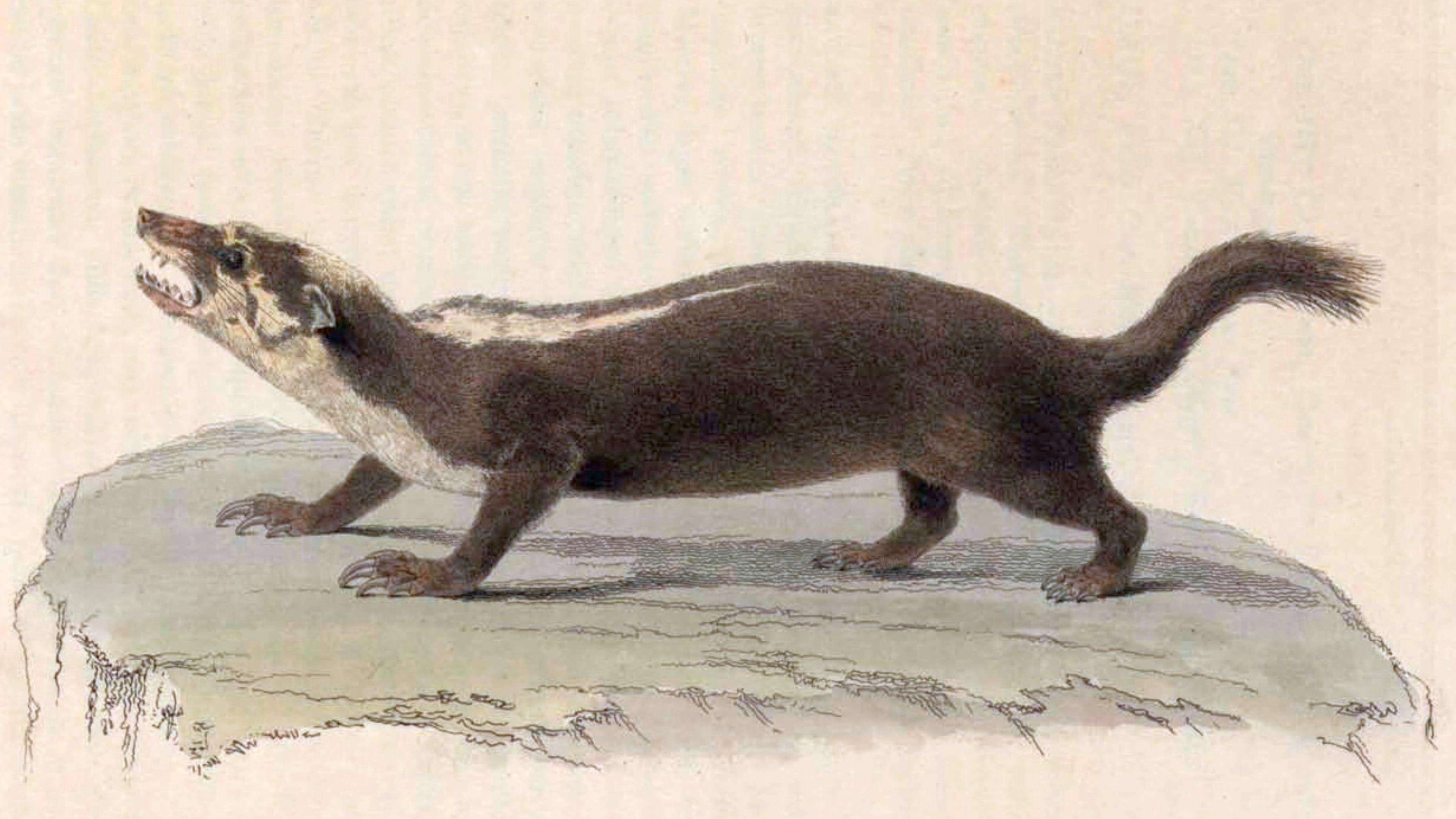 Image of Javan Ferret Badger