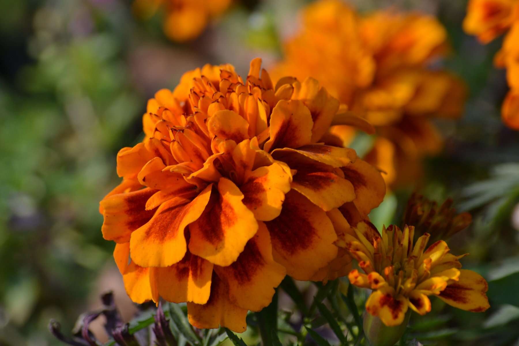 Image of French marigold