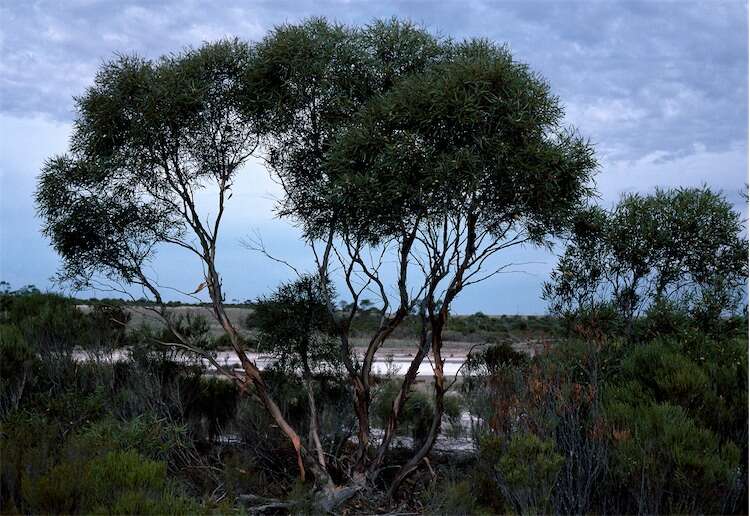 Eucalyptus halophila D. J. Carr & S. G. M. Carr的圖片