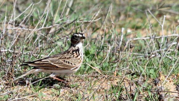 Image of Skylark