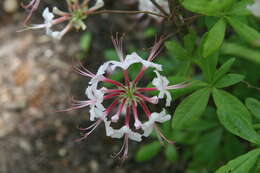 Image of pink azalea