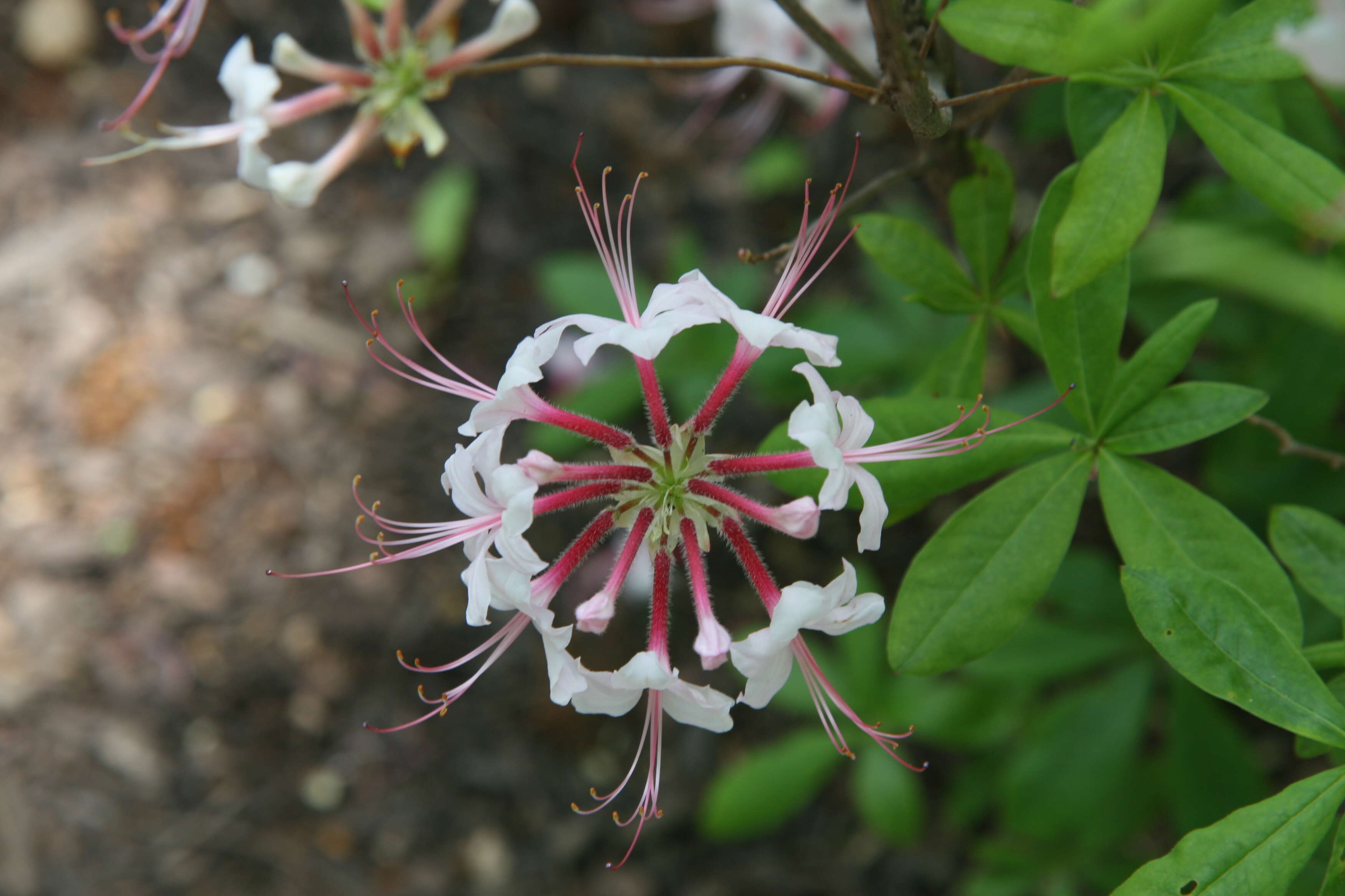 Image of pink azalea